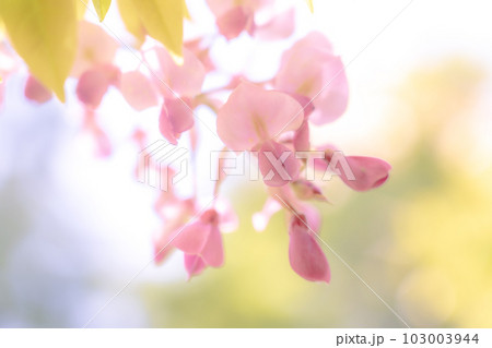 藤の花 みやまの里 日本一長い藤棚ロード 藤の花 みやまの里 日本一長い藤棚ロード 103003944