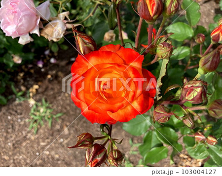 青空に映える覆輪のバラ 103004127