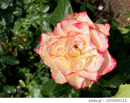 青空に映える覆輪のバラ 103004129