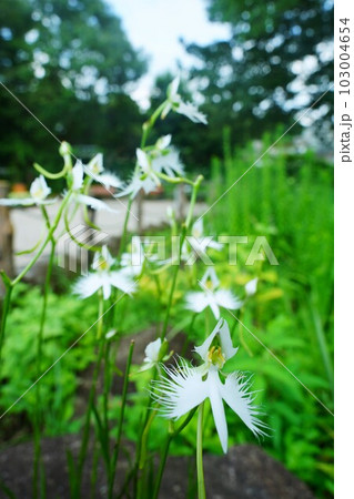 サギソウ 103004654