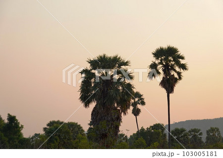 Palms tree sunset background chill asia view Palms tree sunset background chill asia view 103005181