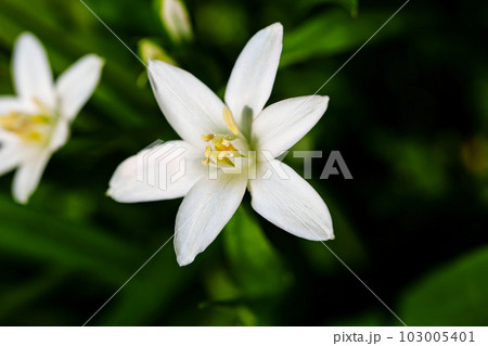 close-up. White flower in the garden. macro photography. close-up. White flower in the garden. macro photography. 103005401