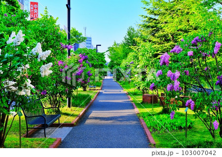 ライラックの花が咲く札幌市中心部 創成川公園の風景 ライラックの花が咲く札幌市中心部 創成川公園の風景 103007042