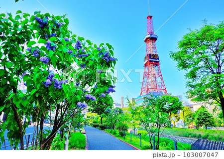 ライラックの花が咲く札幌市中心部 創成川公園の風景 103007047