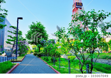 ライラックの花が咲く札幌市中心部 創成川公園の風景 ライラックの花が咲く札幌市中心部 創成川公園の風景 103007049