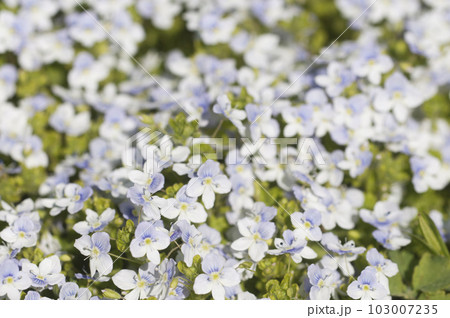 Veronica filiformis flowers in spring, close-up 103007235