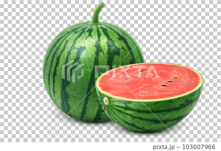 スイカのイラスト リアル スイカのイラスト リアル 103007966