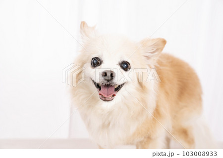 微笑むチワワのチョロちゃんのバストアップ 微笑むチワワのチョロちゃんのバストアップ 103008933