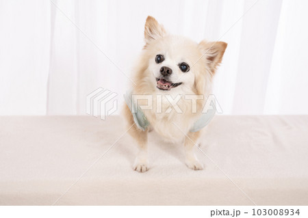 微笑むチワワのチョロちゃん 103008934