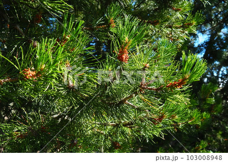 Pine branches at the golden hour in the evening. Pinus pine, a genus of conifers and shrubs in the pine family Pinaceae. Taiga biome and ecosystem. Environmental problems and deforestation. Pine branches at the golden hour in the evening. Pinus pine, a genus of conifers and shrubs in the pine family Pinaceae. Taiga biome and ecosystem. Environmental problems and deforestation. 103008948