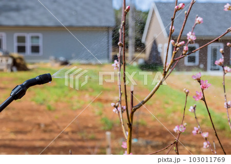 During spring gardening spraying pesticide on blossoming fruit tree with pesticide sprayer 103011769
