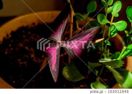 Beautiful potted home plant Oxalis triangular magenta Beautiful potted home plant Oxalis triangular magenta 103012848
