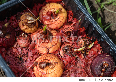 Gladiolus bulb with sprouts are planted in prepared soil Gladiolus bulb with sprouts are planted in prepared soil 103014462