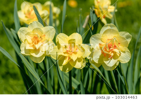Yellow double narcissus Tahiti blooms in the garden Yellow double narcissus Tahiti blooms in the garden 103014463