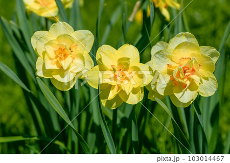 Yellow double narcissus Tahiti blooms in the garden Yellow double narcissus Tahiti blooms in the garden 103014467