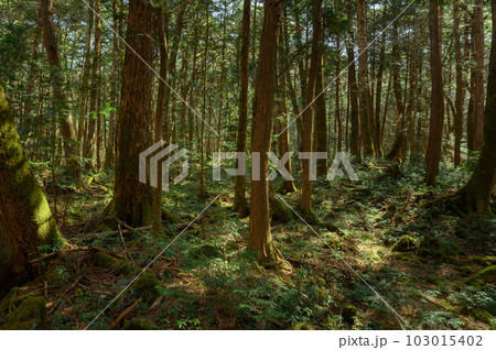 富士山麓・青木ヶ原樹海の森の中(遭難イメージ) 富士山麓・青木ヶ原樹海の森の中(遭難イメージ) 103015402
