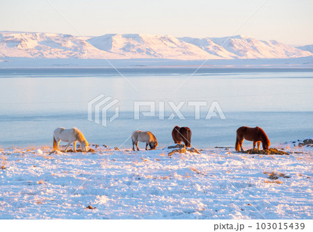 Horses at Winter Icelandic Highlands. Rural Animals in Snow Covered Meadow. Pure Nature in Iceland. Frozen North Landscape. Icelandic Horse. Ecologically Clean Area. Horses at Winter Icelandic Highlands. Rural Animals in Snow Covered Meadow. Pure Nature in Iceland. Frozen North Landscape. Icelandic Horse. Ecologically Clean Area. 103015439