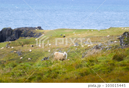 Icelandic Sheep Graze at the Mountain Meadow, Group of Domestic Animal in Pure and Clear Nature. Beautiful Icelandic Highlands. Ecologically Clean Lamb Meat and Wool Production. Scenic Area Icelandic Sheep Graze at the Mountain Meadow, Group of Domestic Animal in Pure and Clear Nature. Beautiful Icelandic Highlands. Ecologically Clean Lamb Meat and Wool Production. Scenic Area 103015445