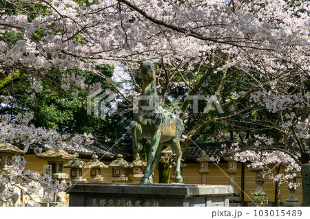 桜と祓戸社前銅馬　春の金刀比羅宮 103015489