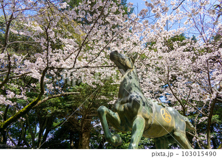 桜と祓戸社前銅馬　春の金刀比羅宮 103015490