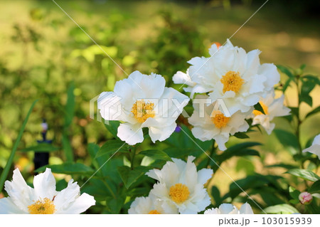 シャクヤクの花 103015939