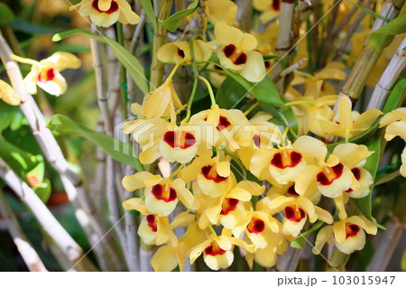 デンドロビュウムの花 ガットンサンレイ デンドロビュウムの花 ガットンサンレイ 103015947