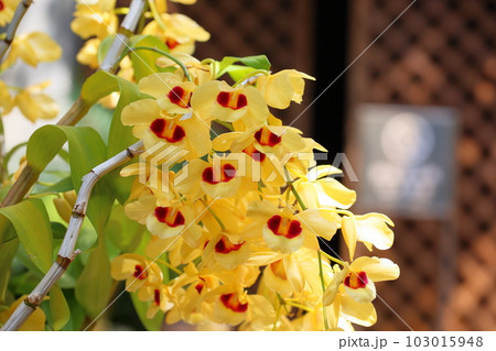 デンドロビュウムの花 ガットンサンレイ デンドロビュウムの花 ガットンサンレイ 103015948