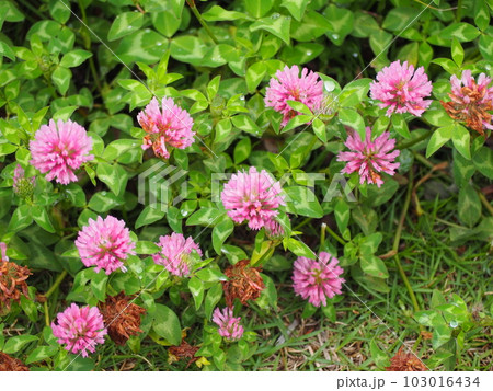 アカツメクサ アカツメクサ 103016434