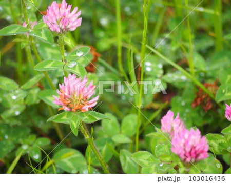 アカツメクサ アカツメクサ 103016436