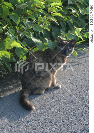 道端でお座りするさび猫 道端でお座りするさび猫 103017060