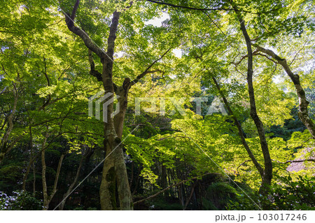 京都嵯峨嵐山の夏　緑豊かな祇王寺 103017246