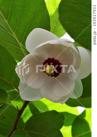 オオヤマレンゲ（大山蓮華) 深山蓮華 103017931