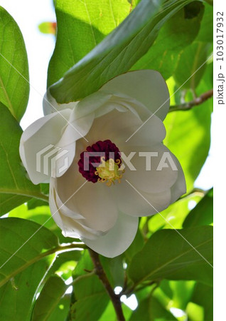 オオヤマレンゲ（大山蓮華) 深山蓮華 103017932