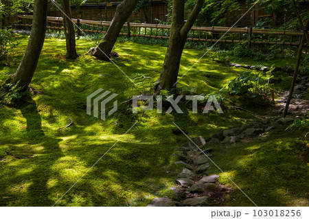 京都嵯峨嵐山の夏　苔が青々と茂る祇王寺 103018256