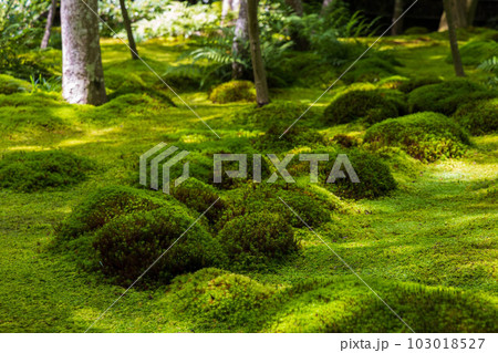 京都嵯峨嵐山の夏　苔が青々と茂る祇王寺 103018527