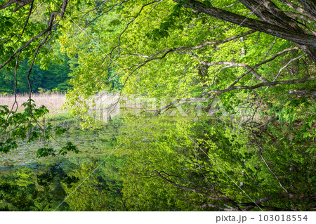 大峰沼湖畔　水鏡　新緑の景色　みなかみ町　 103018554