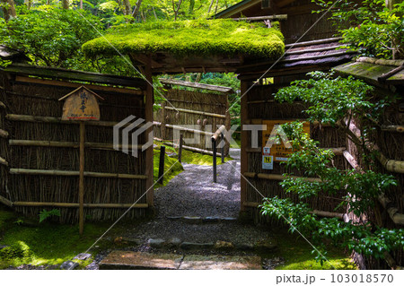 京都嵯峨嵐山の夏　苔が青々と茂る祇王寺 103018570
