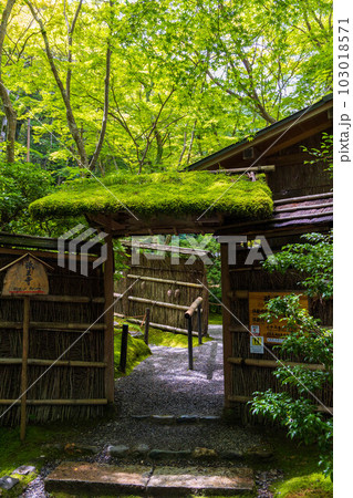京都嵯峨嵐山の夏　苔が青々と茂る祇王寺 103018571