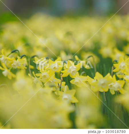 北海道の春 黄色いスイセンの花 北海道の春 黄色いスイセンの花 103018780