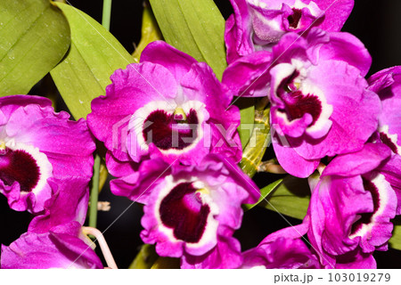 たくさん咲いた園芸品種のデンドロ 103019279
