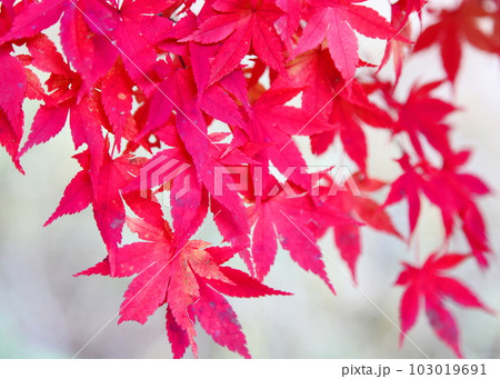 赤紫色の紅葉 赤紫色の紅葉 103019691