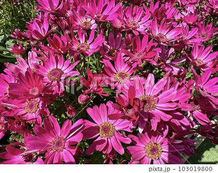 Beautiful Flowers Osteospermum (lat. Osteospermum) 103019800