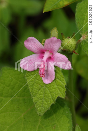 自然 植物 オオバボンテンカ、南方系の花。花から突き出しているのは雌しべと雄しべが合着したものです 自然 植物 オオバボンテンカ、南方系の花。花から突き出しているのは雌しべと雄しべが合着したものです 103020623