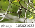 新緑の中、あどけない表情の小鳥。エナガの幼鳥 103021022