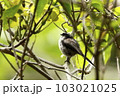 新緑の中、かわいい野鳥、エナガ。 103021025
