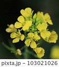新緑の菜の花 103021026