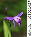 美しい紫蘭の花 103021027