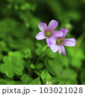 小さな野草、紫カタバミの花 103021028