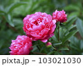 豪華な芍薬の花、シャクヤク 103021030