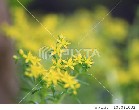 満開の黄色い、かわいい、小さな花。メキシコマンネングサ。 103021032
